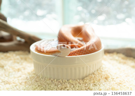 Cute orange Albino Corn Snake soaking in a white water bowl inside a terrarium Cute orange Albino Corn Snake soaking in a white water bowl inside a terrarium 136458637