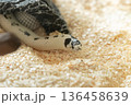 Close up of white and black Reverse California Kingsnake crawling on aspen bedding 136458639