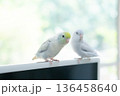 Two cute pastel Forpus parrotlets sitting together with soft background 136458640