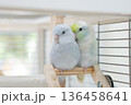 Pastel Lovebird Duo on Wooden Perch 136458641