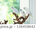 Pastel Parrot Trio on Natural Driftwood 136458642