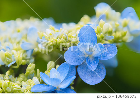 青いガクアジサイ 青いガクアジサイ 136458675