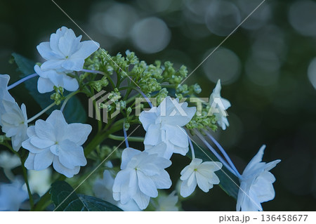 星の様な白い紫陽花 星の様な白い紫陽花 136458677