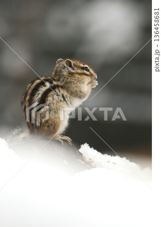 雪の中で実を食べるリス 雪の中で実を食べるリス 136458681