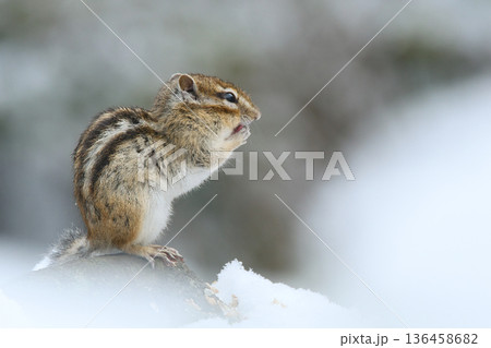 雪の中で実を食べるリス 雪の中で実を食べるリス 136458682