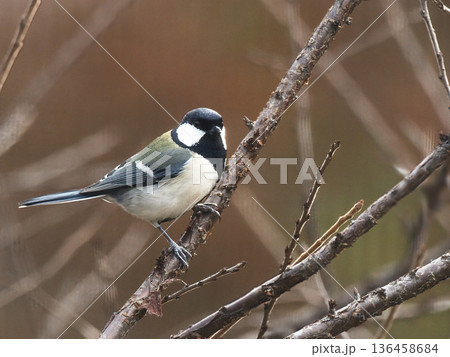 枝にとまるシジュウカラ 136458684