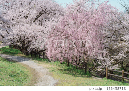 Tendo Park or Maizuru Park with Sakura Cherry Blossom in Spring season, landmark popular for tourist attractions in Yamagata prefecture, Tohoku, Japan 136458718