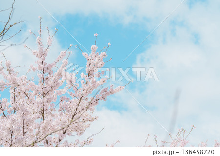 beautiful Spring day, Cherry blossom against blue sky in park, Somei Yoshino Sakura blooming in sunshine day. Japan Travel background, template and wallpaper for spring season and Hanami picnic 136458720