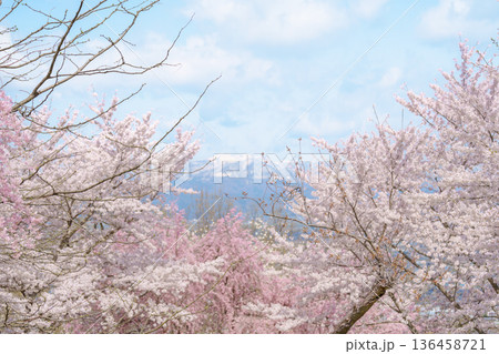 Sakura Cherry Blossom with snow mountain in Spring season, Tendo Park or Maizuru Park, landmark popular for tourist attractions in Yamagata prefecture, Tohoku, Japan Sakura Cherry Blossom with snow mountain in Spring season, Tendo Park or Maizuru Park, landmark popular for tourist attractions in Yamagata prefecture, Tohoku, Japan 136458721