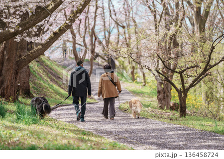 Sakura Cherry Blossom in Spring season, people and dog in Tendo Park or Maizuru Park landmark popular for tourist attractions in Yamagata prefecture, Tohoku, Japan Sakura Cherry Blossom in Spring season, people and dog in Tendo Park or Maizuru Park landmark popular for tourist attractions in Yamagata prefecture, Tohoku, Japan 136458724