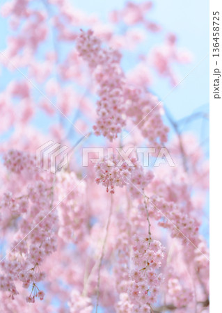 beautiful Spring day, sakura Cherry blossom against blue sky in park, Shidarezakura Weeping Cherry blooming in sunshine day. Japan Travel background, template and wallpaper for spring season beautiful Spring day, sakura Cherry blossom against blue sky in park, Shidarezakura Weeping Cherry blooming in sunshine day. Japan Travel background, template and wallpaper for spring season 136458725