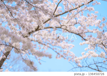 beautiful Spring day, Cherry blossom with bird against blue sky in park, Somei Yoshino Sakura blooming in sunshine day. Japan Travel background, template and wallpaper for spring season and Hanami 136458726