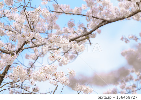 beautiful Spring day, Cherry blossom with bird against blue sky in park, Somei Yoshino Sakura blooming in sunshine day. Japan Travel background, template and wallpaper for spring season and Hanami beautiful Spring day, Cherry blossom with bird against blue sky in park, Somei Yoshino Sakura blooming in sunshine day. Japan Travel background, template and wallpaper for spring season and Hanami 136458727