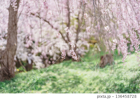 beautiful Spring day, sakura Cherry blossom against blue sky in park, Shidarezakura Weeping Cherry blooming in sunshine day. Japan Travel background, template and wallpaper for spring season 136458728