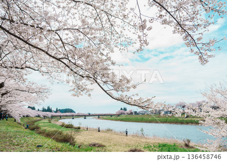 Beautiful Sakura Cherry Blossom in Hinokinai River riverbank in Kakunodate town, Semboku District, Akita Prefecture, Japan. Landmark and Vacation in spring season Beautiful Sakura Cherry Blossom in Hinokinai River riverbank in Kakunodate town, Semboku District, Akita Prefecture, Japan. Landmark and Vacation in spring season 136458746
