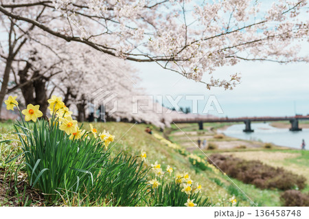 Beautiful Sakura Cherry Blossom in Hinokinai River riverbank in Kakunodate town, Semboku District, Akita Prefecture, Japan. Landmark and Vacation in spring season 136458748