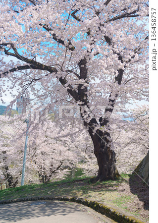 Sakura Cherry blossom at Morioka Castle Ruins park in Spring season. Iwate Park, Iwate prefecture, Japan. famous Landmark Travel and Vacation destination Sakura Cherry blossom at Morioka Castle Ruins park in Spring season. Iwate Park, Iwate prefecture, Japan. famous Landmark Travel and Vacation destination 136458757