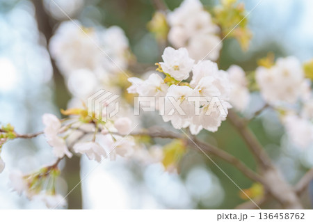 Oyama zakura cherry blossom blooming in Spring season at Hirosaki castle park, Aomori, Tohoku, Japan. Landmark famous in Japan. Travel and Vacation 136458762