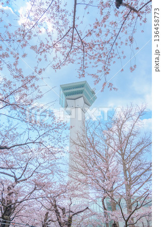 Beautiful Sakura Cherry Blossom in Spring season. Goryokaku Tower park in Hakodate city, Hokkaido prefecture, Japan. famous Landmark, Japan Travel and Vacation destination 136458773