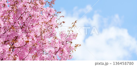 beautiful Spring day, Cherry blossom against blue sky in park, pink Sakura blooming in sunshine day. Japan Travel background, template and wallpaper for spring season and Hanami picnic 136458780