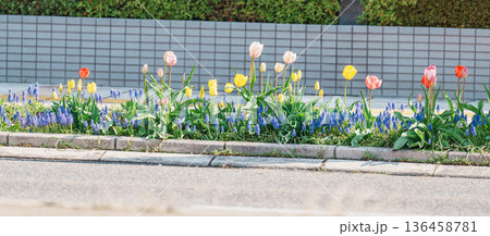 Beautiful colorful  tulips blooming in sidewalk. Flower blossoms in spring season 136458781