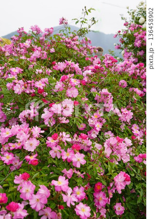 長野県坂城町のさかき千曲川バラ公園は山々に囲まれた千曲川のほとりに素晴らしいバラ公園があります。 136458902