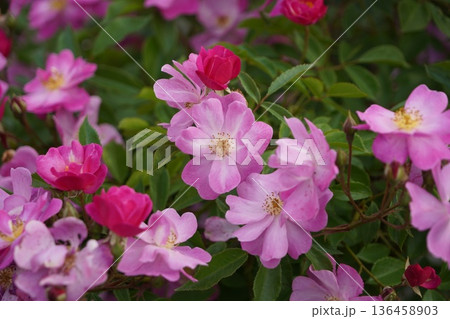 長野県坂城町のさかき千曲川バラ公園は山々に囲まれた千曲川のほとりに素晴らしいバラ公園があります。 長野県坂城町のさかき千曲川バラ公園は山々に囲まれた千曲川のほとりに素晴らしいバラ公園があります。 136458903