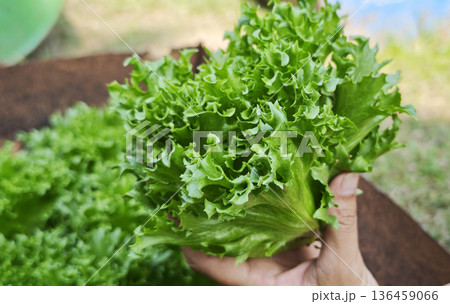 Close up A woman holds green Frillice Iceberg lettuce from the farm, in the planting plot. Close up A woman holds green Frillice Iceberg lettuce from the farm, in the planting plot. 136459066