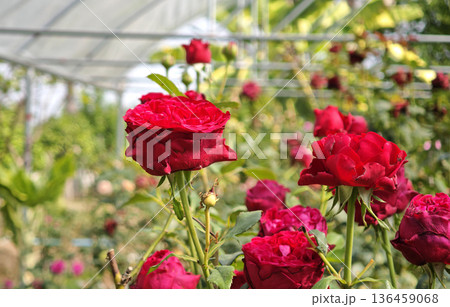 Red roses are blooming in the garden. Red roses are blooming in the garden. 136459068