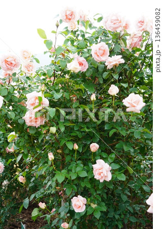 長野県坂城町のさかき千曲川バラ公園は山々に囲まれた千曲川のほとりに素晴らしいバラ公園があります。 136459082