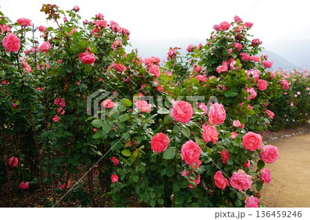 長野県坂城町のさかき千曲川バラ公園は山々に囲まれた千曲川のほとりに素晴らしいバラ公園があります。 長野県坂城町のさかき千曲川バラ公園は山々に囲まれた千曲川のほとりに素晴らしいバラ公園があります。 136459246