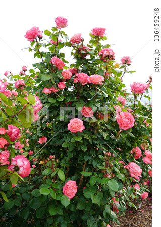 長野県坂城町のさかき千曲川バラ公園は山々に囲まれた千曲川のほとりに素晴らしいバラ公園があります。 136459248