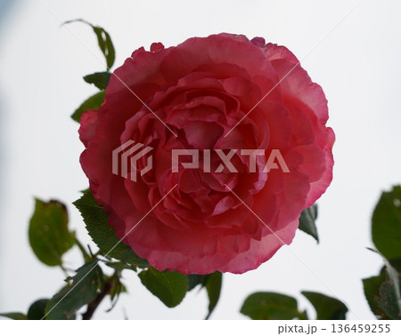 長野県坂城町のさかき千曲川バラ公園は山々に囲まれた千曲川のほとりに素晴らしいバラ公園があります。 136459255