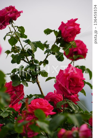 長野県坂城町のさかき千曲川バラ公園は山々に囲まれた千曲川のほとりに素晴らしいバラ公園があります。 136459334