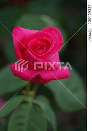 長野県坂城町のさかき千曲川バラ公園は山々に囲まれた千曲川のほとりに素晴らしいバラ公園があります。 長野県坂城町のさかき千曲川バラ公園は山々に囲まれた千曲川のほとりに素晴らしいバラ公園があります。 136459336