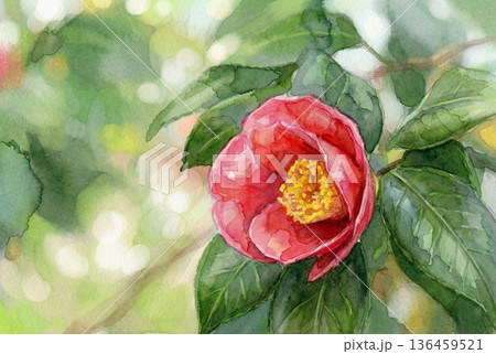 早春の花椿のイラスト1 136459521