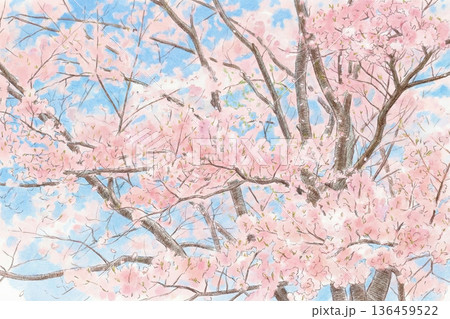 舞い落ちる満開の桜・イラスト 136459522