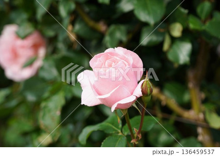 長野県坂城町のさかき千曲川バラ公園は山々に囲まれた千曲川のほとりに素晴らしいバラ公園があります。 長野県坂城町のさかき千曲川バラ公園は山々に囲まれた千曲川のほとりに素晴らしいバラ公園があります。 136459537