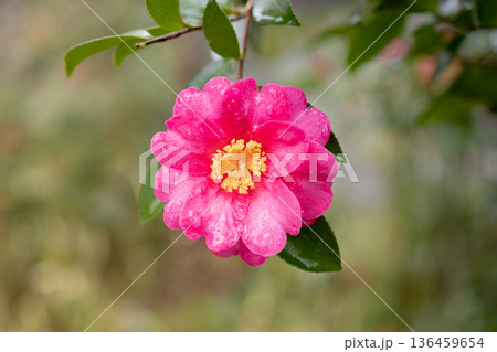 山茶花 136459654