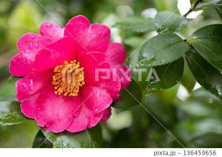 山茶花 山茶花 136459656