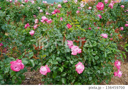 長野県坂城町のさかき千曲川バラ公園は山々に囲まれた千曲川のほとりに素晴らしいバラ公園があります。 136459700