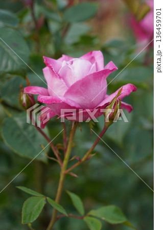 長野県坂城町のさかき千曲川バラ公園は山々に囲まれた千曲川のほとりに素晴らしいバラ公園があります。 136459701