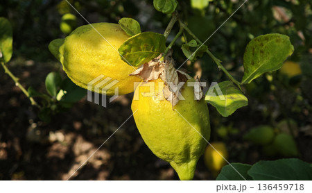 Lemon, Citrus tree with lemon fruits, Fruit growing in the open air, Agriculture Concept Lemon, Citrus tree with lemon fruits, Fruit growing in the open air, Agriculture Concept 136459718