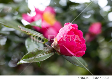 山茶花 136459908