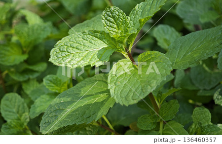Mint leaves in the garden Mint leaves in the garden 136460357
