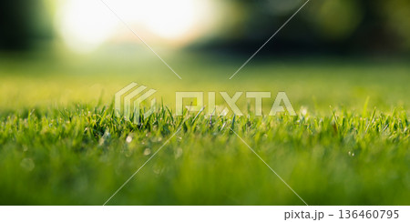 Fresh spring nature background: Green lawn with morning light. 136460795