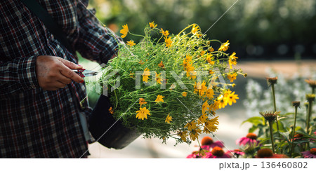 Gardener trimming yellow flowers in pot with scissors. Gardener trimming yellow flowers in pot with scissors. 136460802