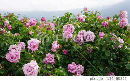 長野県坂城町のさかき千曲川バラ公園は山々に囲まれた千曲川のほとりに素晴らしいバラ公園があります。 136460833