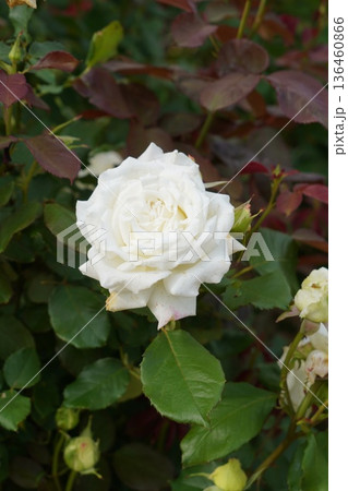 長野県坂城町のさかき千曲川バラ公園は山々に囲まれた千曲川のほとりに素晴らしいバラ公園があります。 136460866