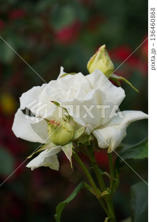 長野県坂城町のさかき千曲川バラ公園は山々に囲まれた千曲川のほとりに素晴らしいバラ公園があります。 136460868